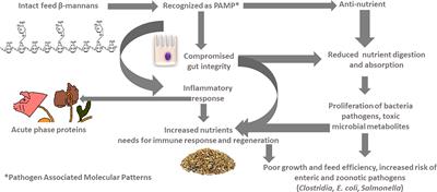 Does supplementing β-mannanase modulate the feed-induced immune response and gastrointestinal ecology in poultry and pigs? An appraisal